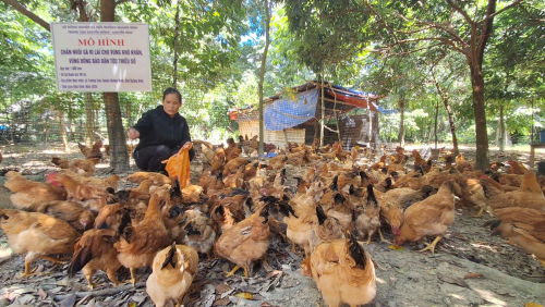 Mô hình nuôi gà ri lai giúp đồng bào Bru–Vân Kiều ở Trường Sơn cải thiện sinh kế