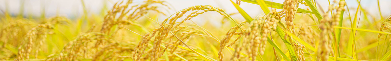 Vươn mình trong kỷ nguyên mới của dân tôc