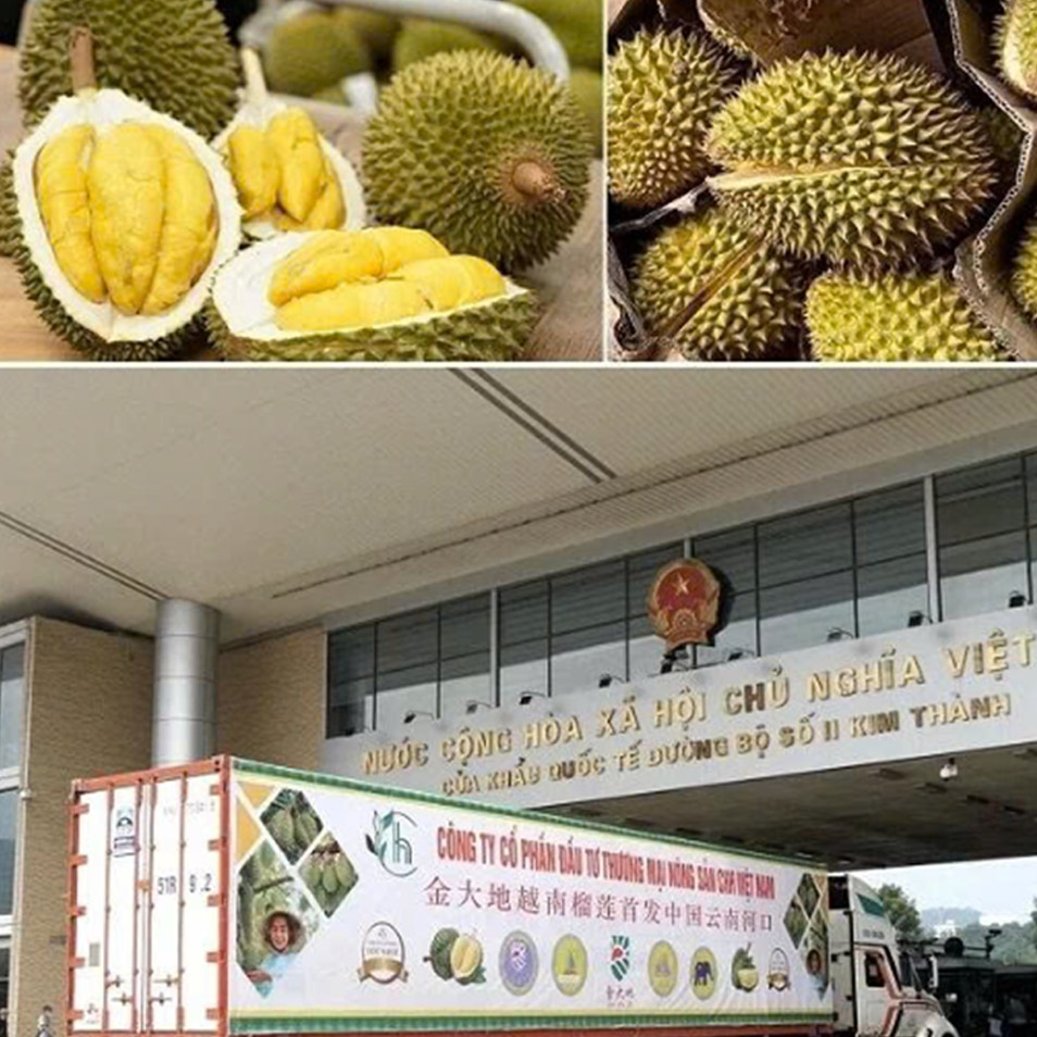 Xuất khẩu sầu riêng, tôm hùm sang Trung Quốc